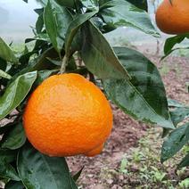 四川眉山爱媛橙，一手货源，产地直发，欢迎来电咨询