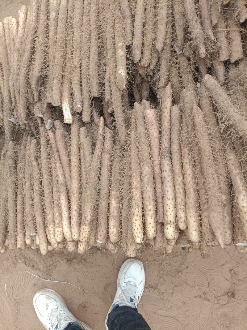 麻山药，电商货，超市货，市场档口，产地直发，全规格现货，
