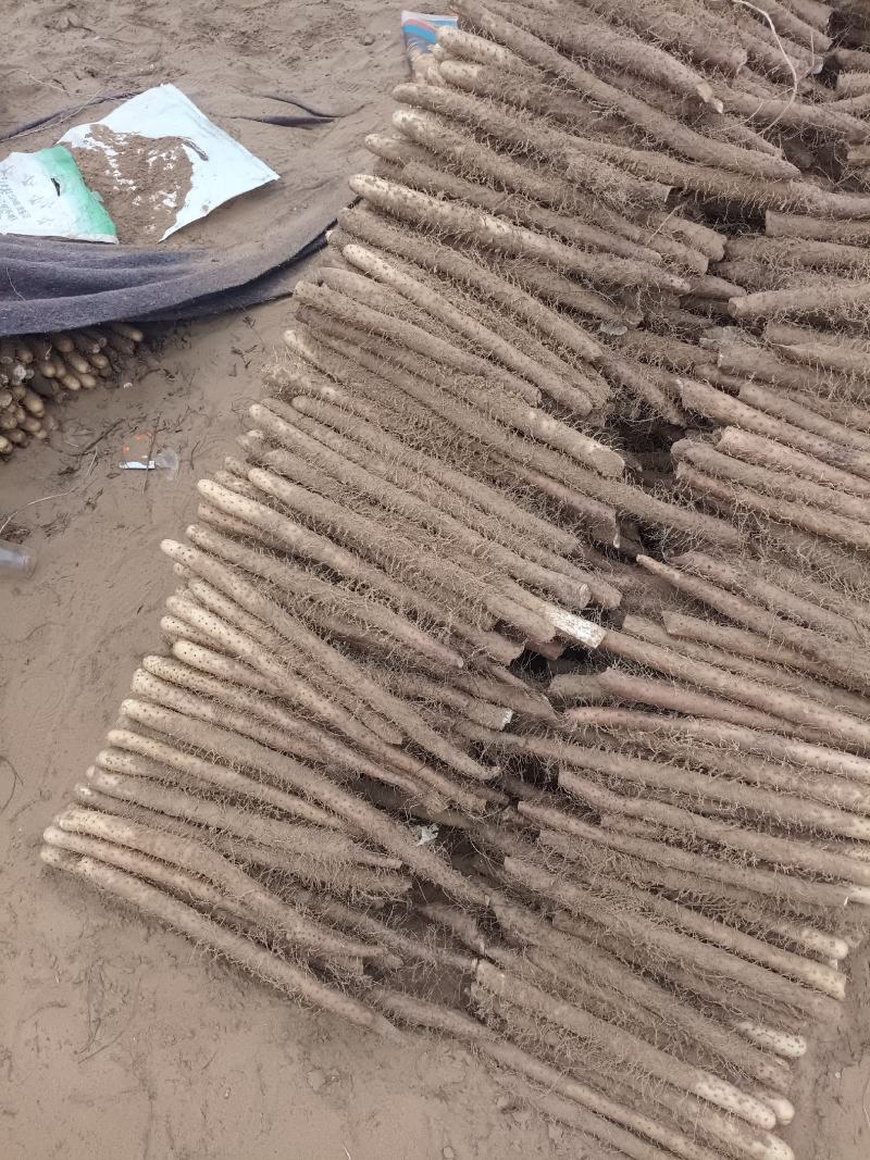 麻山药，电商货，超市货，市场档口，产地直发，全规格现货，