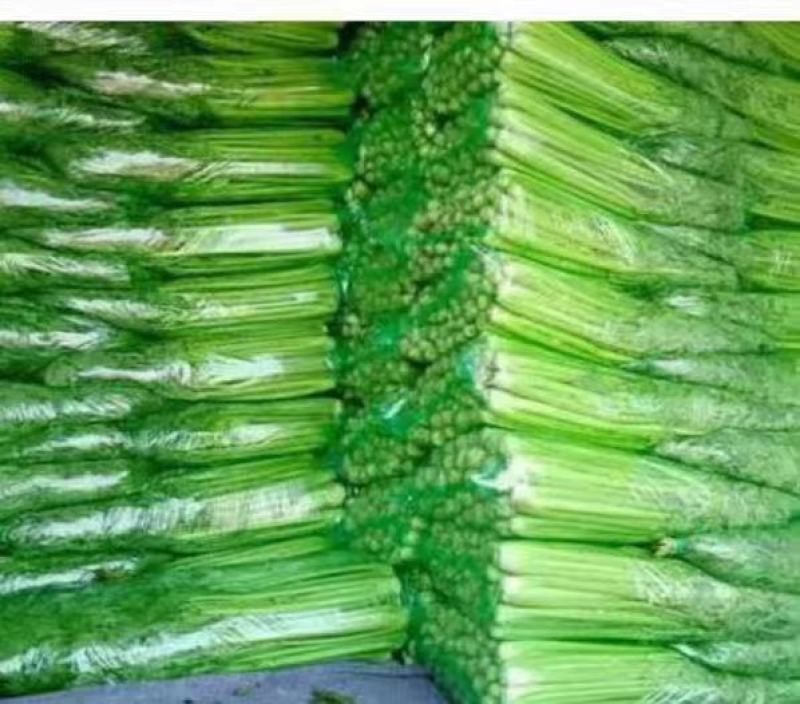 西芹山东芹菜水洗芹菜货源充足产地直发按需发货欢迎来电