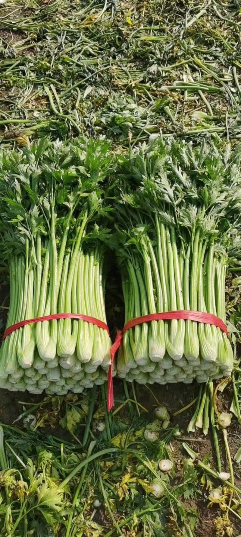 西芹山东芹菜水洗芹菜货源充足产地直发按需发货欢迎来电
