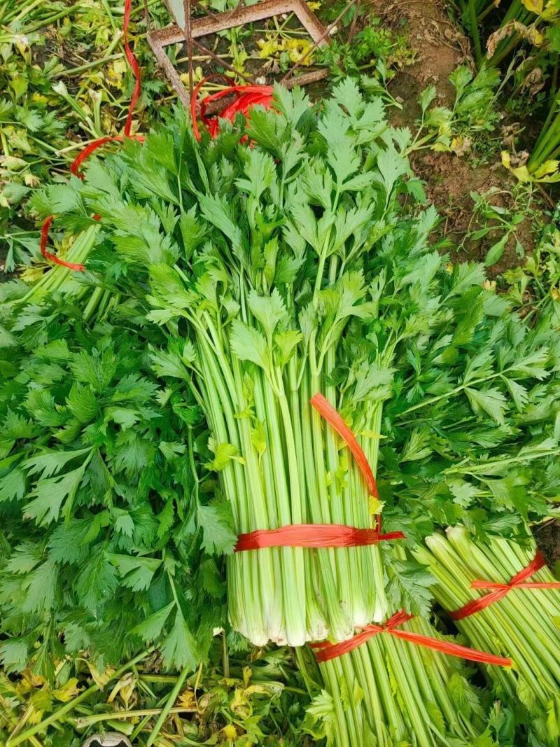 西芹山东芹菜水洗芹菜货源充足产地直发按需发货欢迎来电