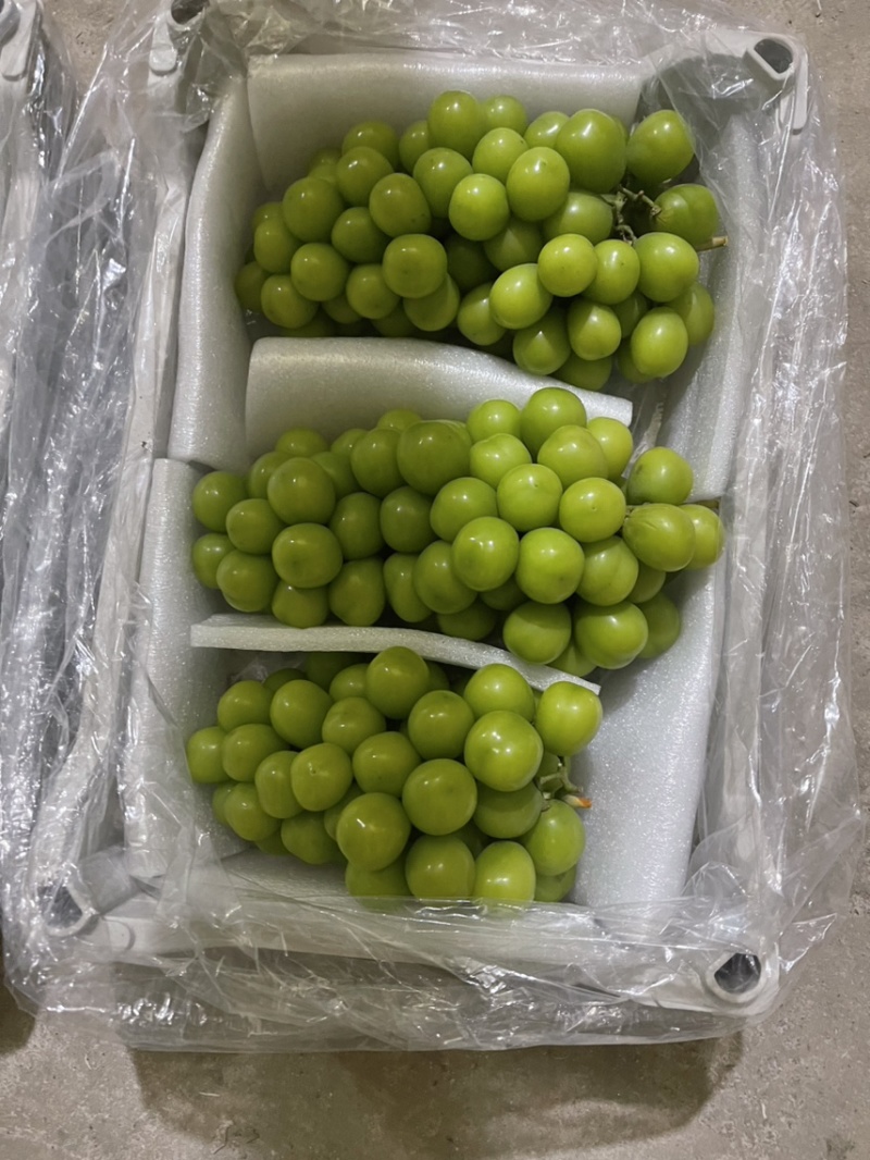 供应阳光玫瑰葡萄，串大粒大，口感香甜，货真价实
