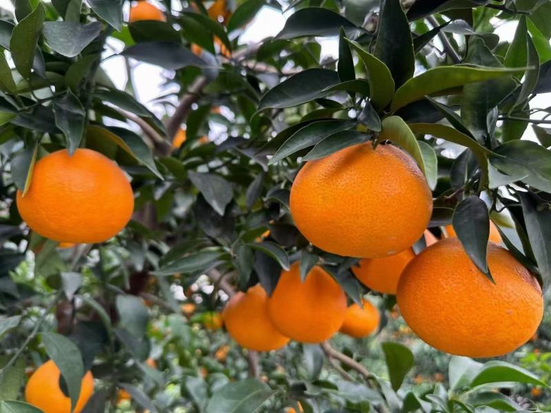 爱媛果冻橙四川爱媛橙自贡爱媛荣县爱媛果冻橙爱媛