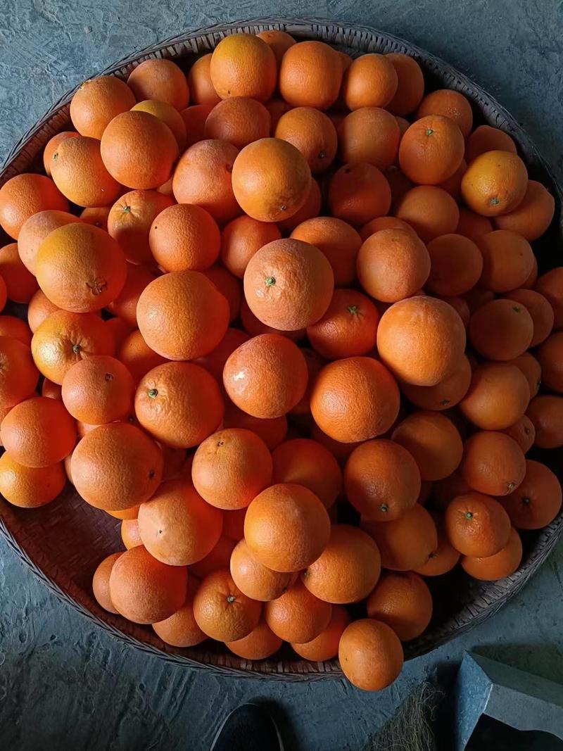扭荷尔脐橙--大量供应-产地直供-价格优惠-可验货