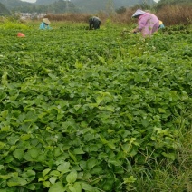 草莓苗法兰帝