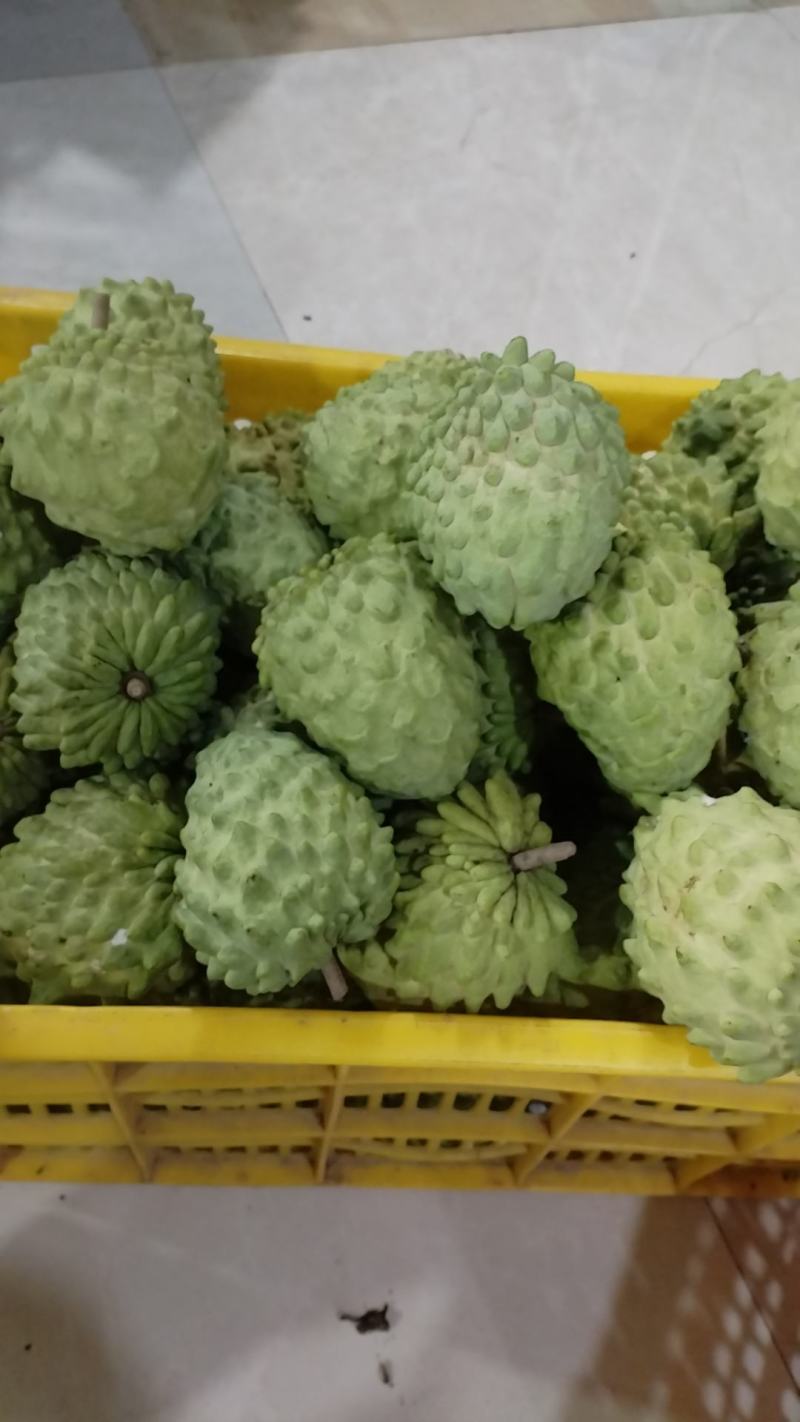 凤梨释迦果广西万亩货源，电商一件代发市场整车价格随行就市