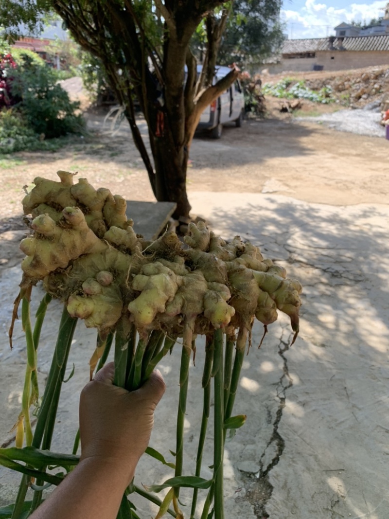 湖南二号菜姜
