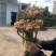 湖南二号菜姜