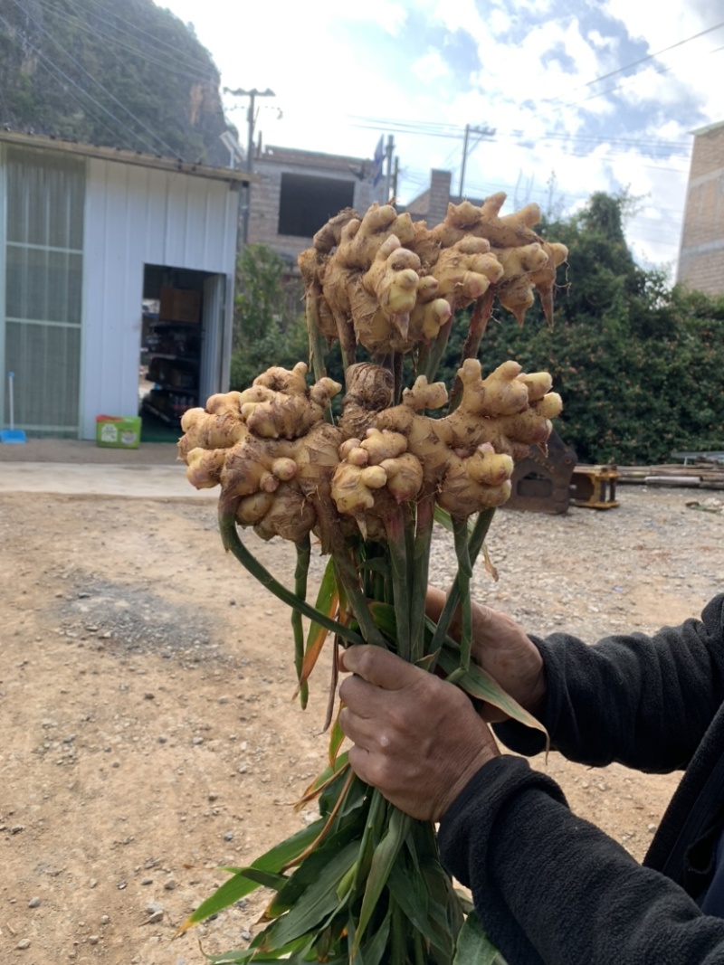 湖南二号菜姜