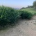 湖南二号菜姜