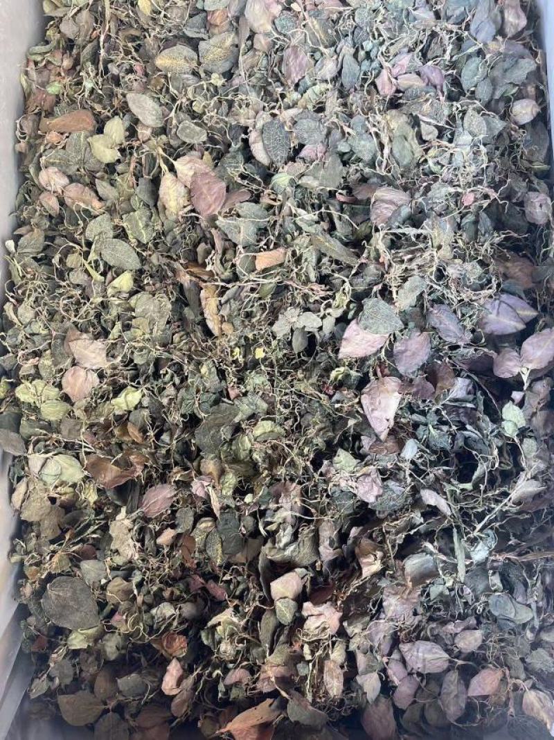 野生金线莲干品_产地:老挝