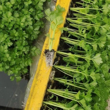 现货优质西芹苗