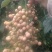 金果榄块茎，地苦胆块茎，种籽