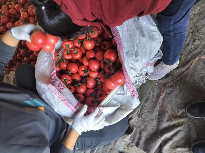 费县硬粉西红柿大量上市对接商超/市场/电商质量保证电联