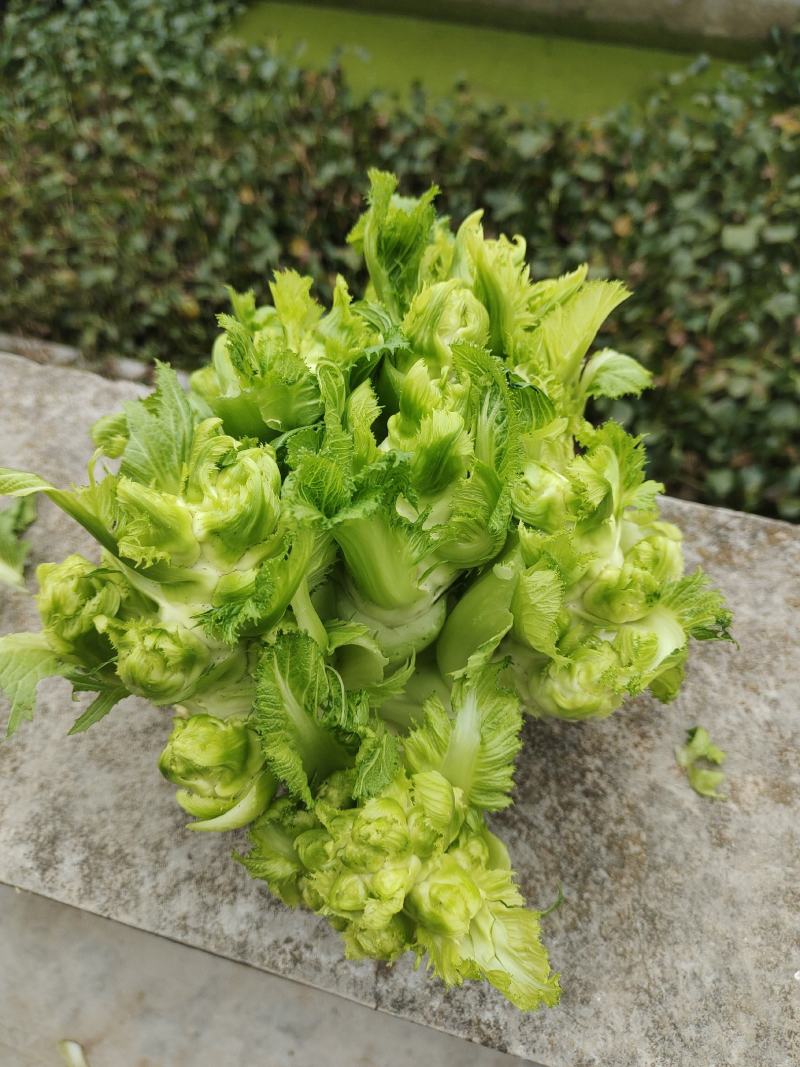 儿菜