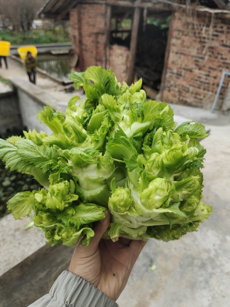 儿菜