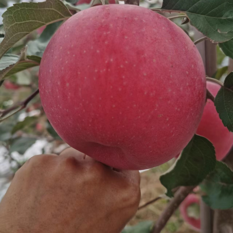 天水红富士苹果，产地直发，产品保值保量到货无忧