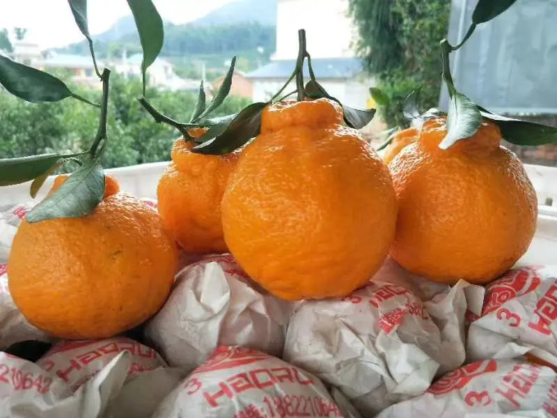 火爆丑橘假丑橘大量上市供应原产地直发对接电商