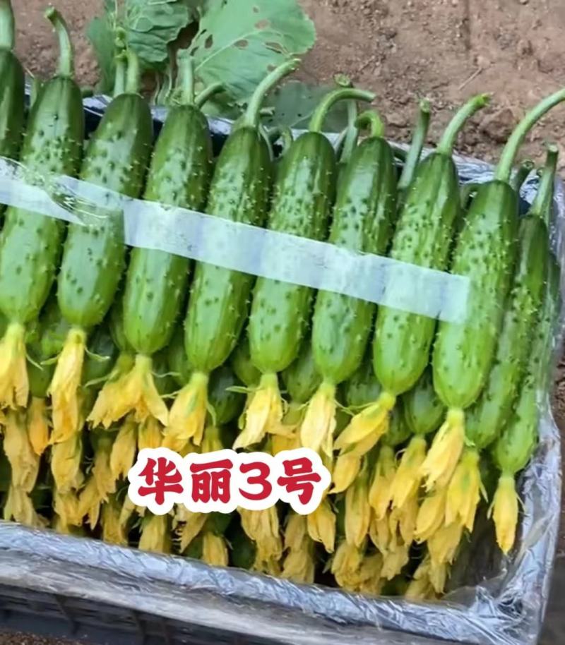 华丽3号强雌黄瓜种子甜脆绿肉旱黄瓜种子耐低温水果黄瓜种子