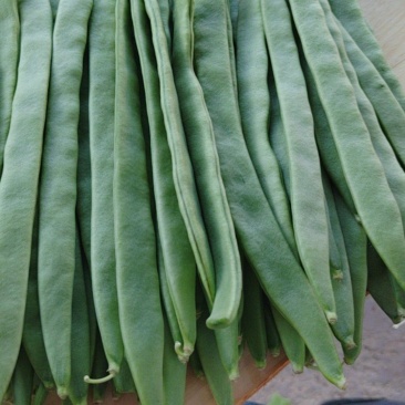 偏豆白豆大量上市