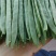 偏豆白豆大量上市