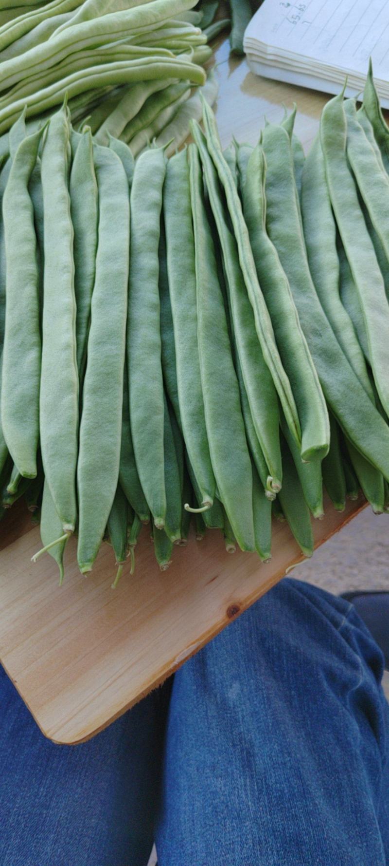 偏豆白豆大量上市