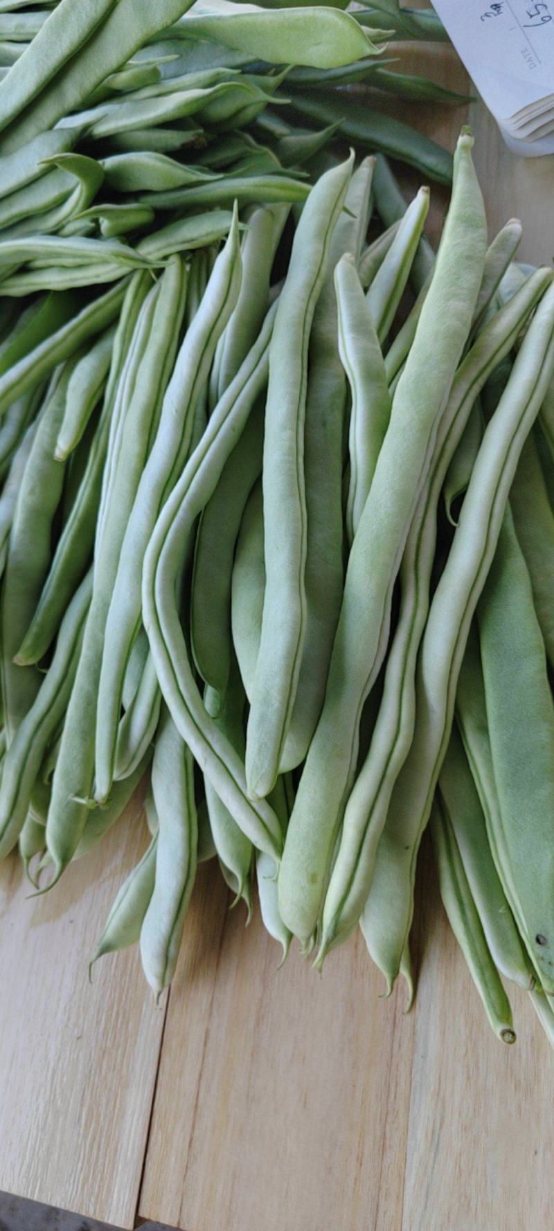 偏豆白豆大量上市