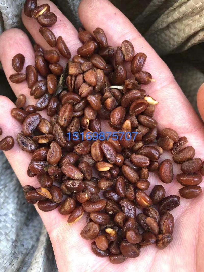 发芽山楂种子看质量山里红种子产地供应