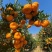 🍊椪柑清江芦柑湖北椪柑桔新鲜上市鲜果好果优惠批发电商