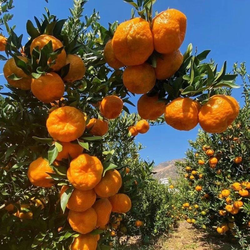 🍊椪柑清江芦柑湖北椪柑桔新鲜上市鲜果好果优惠批发电商