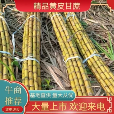 韶关精品黄金甘蔗脆甜汁多诚信经营全国发货有回程车