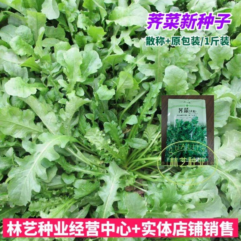 大叶荠菜种籽野生荠菜阳台地菜四季盆栽蔬菜大田播种