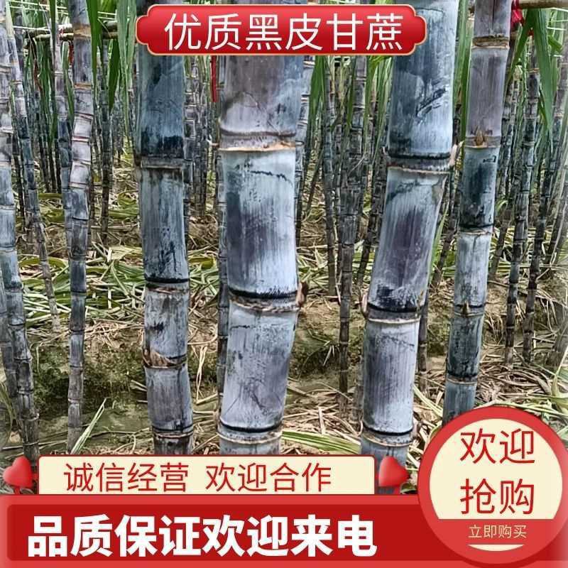 广州南沙精品黑皮甘蔗脆甜汁多诚信经营全国发货有回程车