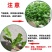 大叶荠菜种籽野生荠菜阳台地菜四季盆栽蔬菜大田播种