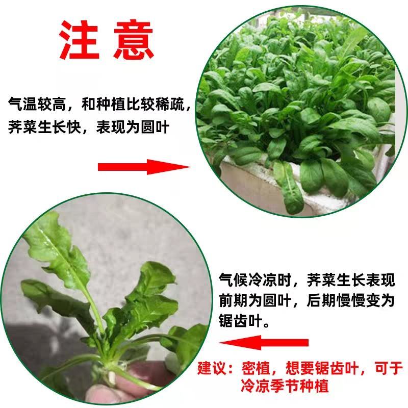 大叶荠菜种籽野生荠菜阳台地菜四季盆栽蔬菜大田播种
