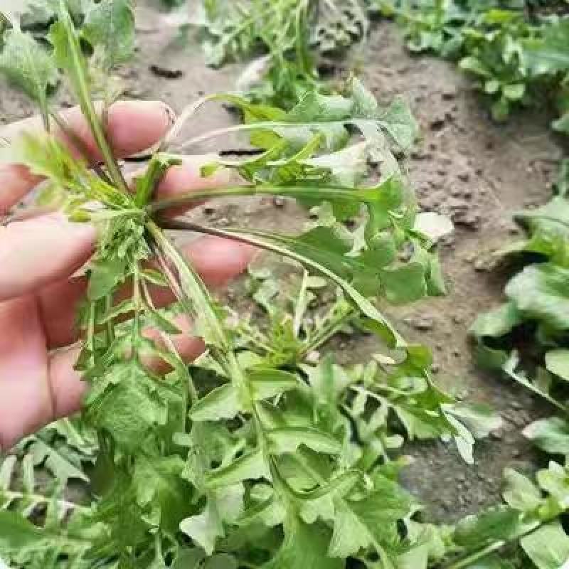 大叶荠菜种籽野生荠菜阳台地菜四季盆栽蔬菜大田播种