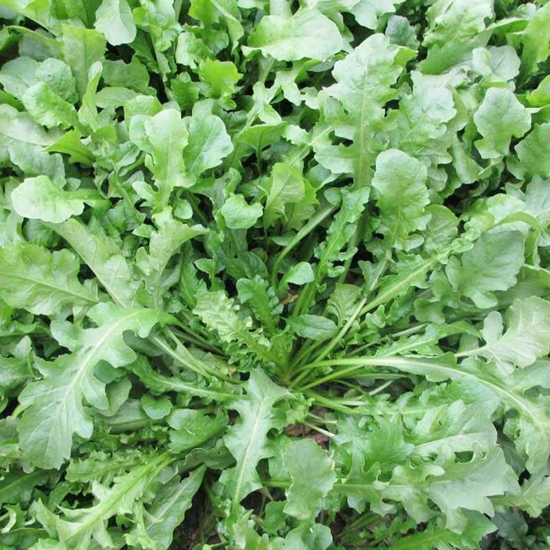 大叶荠菜种籽野生荠菜阳台地菜四季盆栽蔬菜大田播种