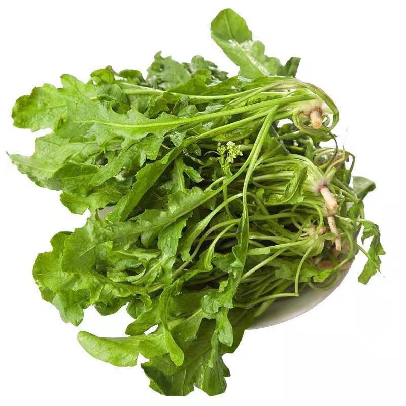 大叶荠菜种籽野生荠菜阳台地菜四季盆栽蔬菜大田播种