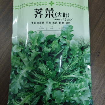 大叶荠菜种籽野生荠菜阳台地菜四季盆栽蔬菜大田播种