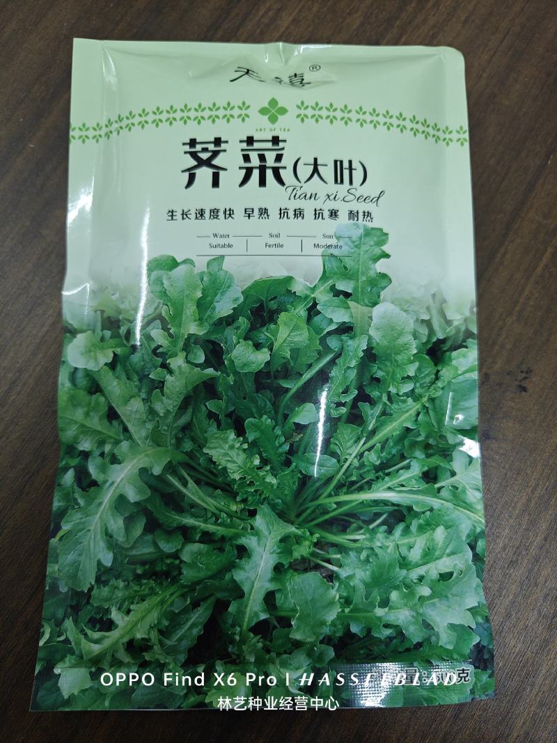大叶荠菜种籽野生荠菜阳台地菜四季盆栽蔬菜大田播种