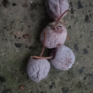 银杏果