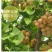 精品山东白果大量上市中农户一手货源品质保证欢迎采购
