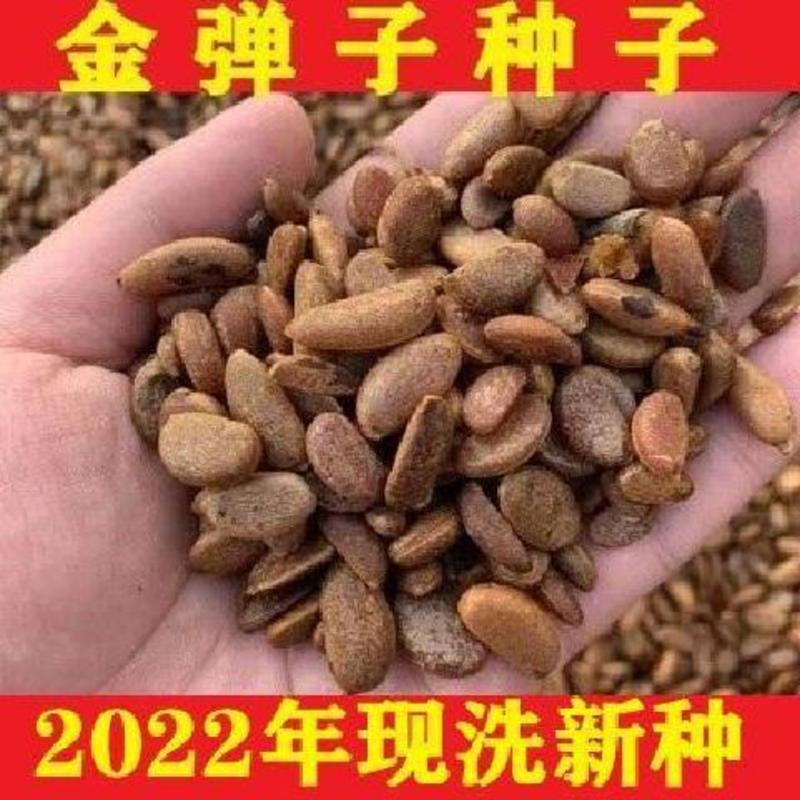 2023年新金弹子种子