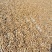 2023年新金弹子种子