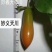 2023年新金弹子种子