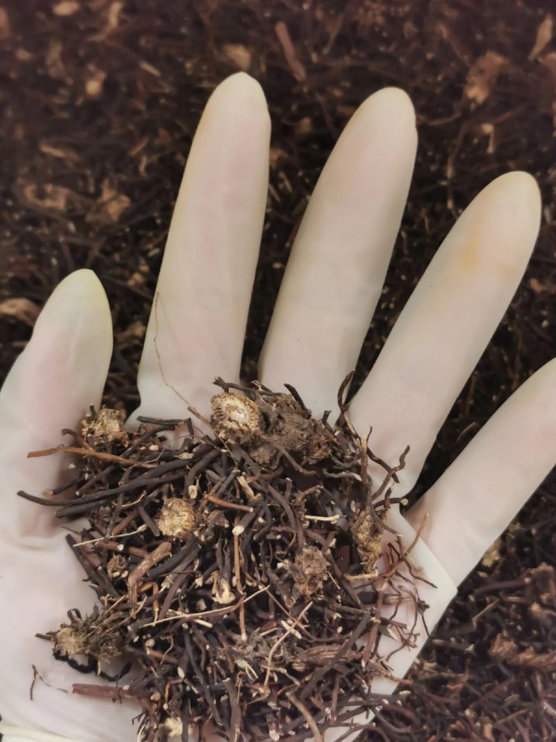 【包邮】威灵仙中药材新鲜晒干威灵仙老虎须威灵仙批发