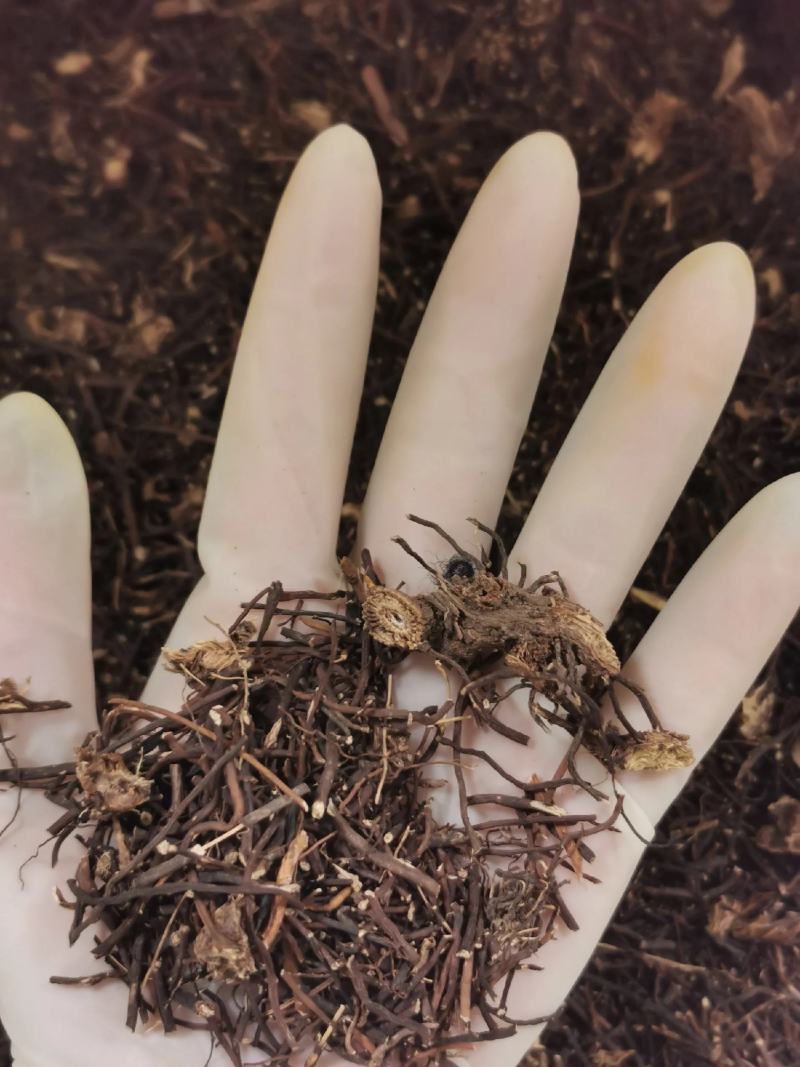 【包邮】威灵仙中药材新鲜晒干威灵仙老虎须威灵仙批发