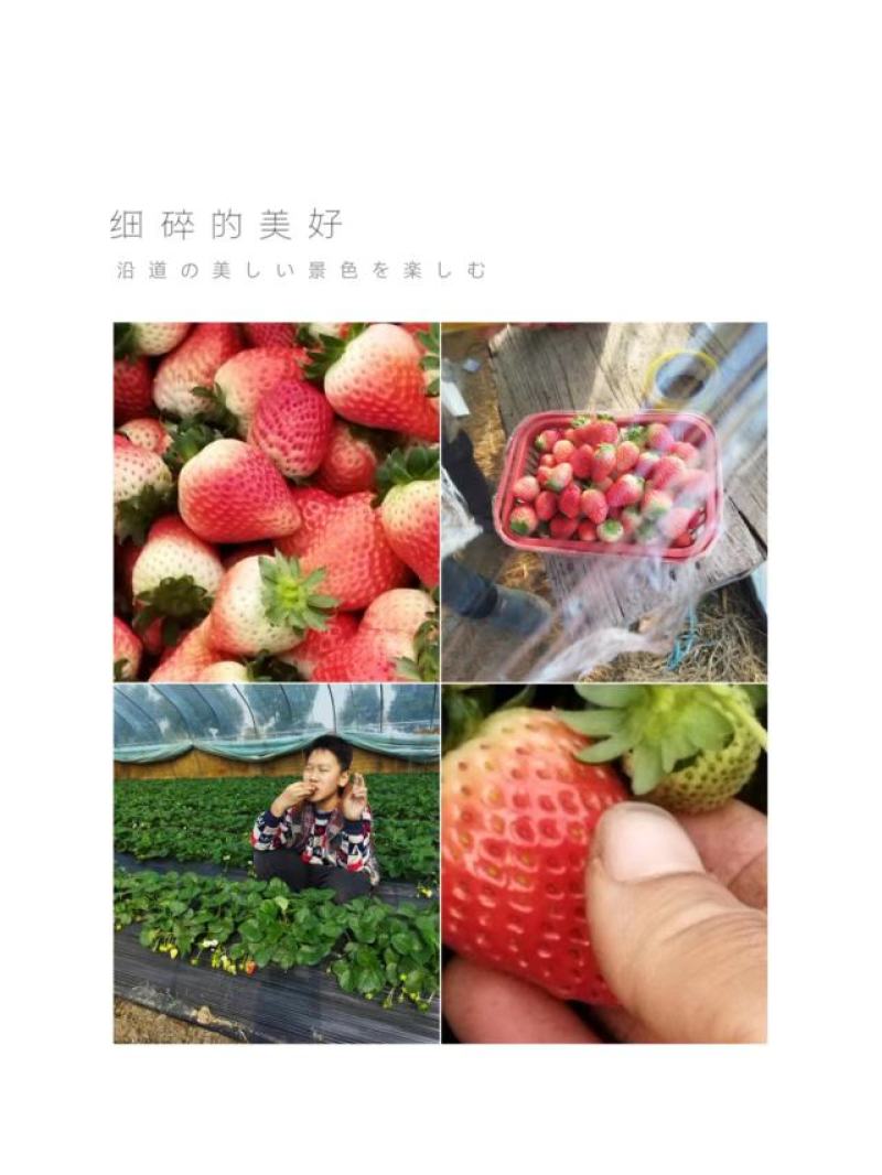 闻集奶油草莓