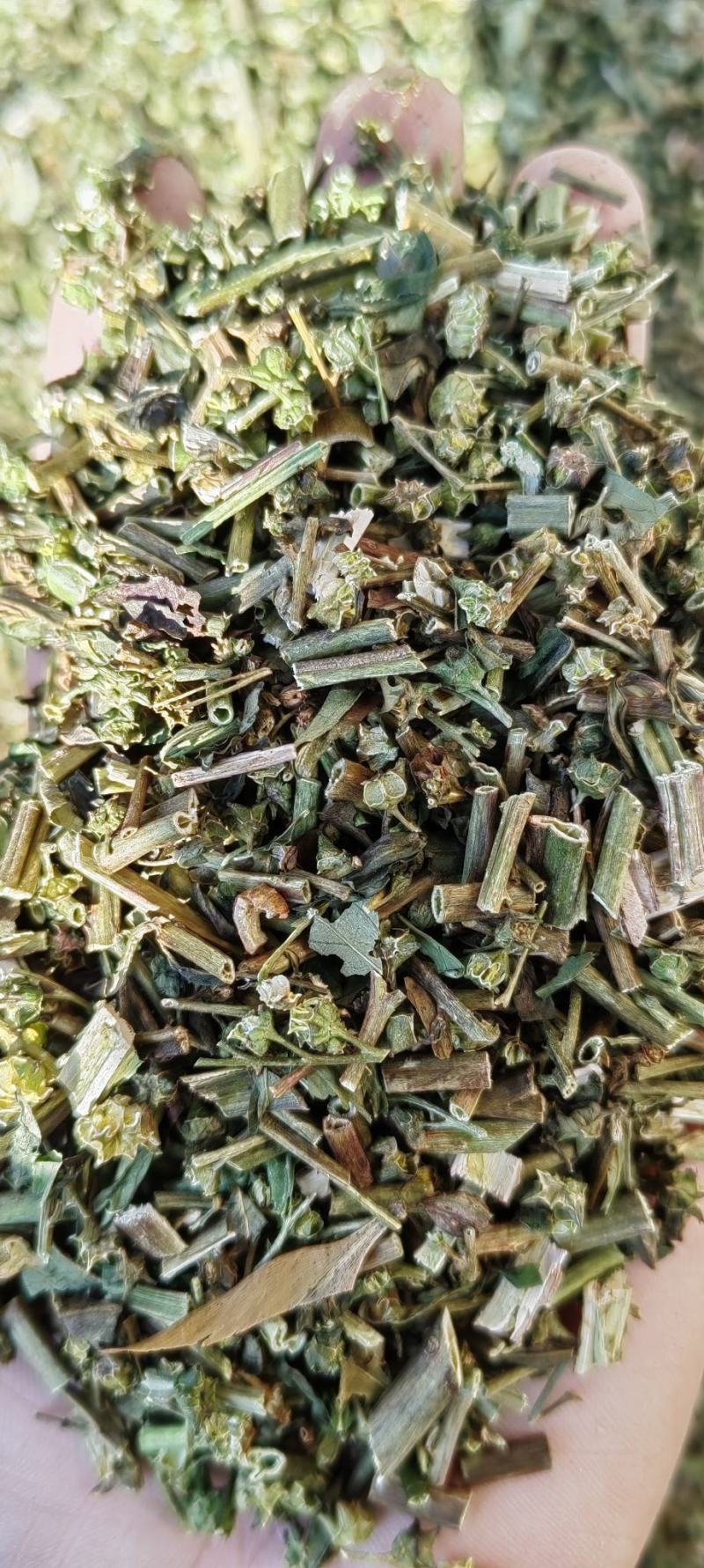 赶黄草